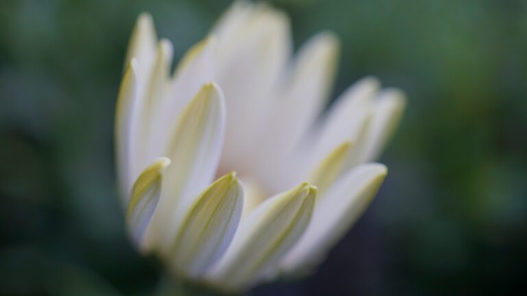 Hospice Care: Supporting Patients and Families at the End of Life