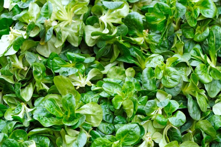 Exploring Food Justice Movements and Equity in Agriculture: Betbazar 247 login, Playexch in login, Gold365 id login