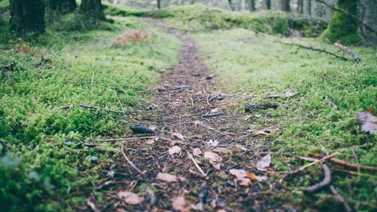 What Is The Official Cricbet99 Site Link?