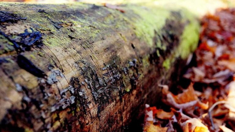 How To Join Special Events On 11Xplay Mahadev?